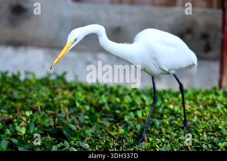 Großer Weißreiher auf der Jagd nach Echsen in Miami Beach, Florida, USA Stockfoto