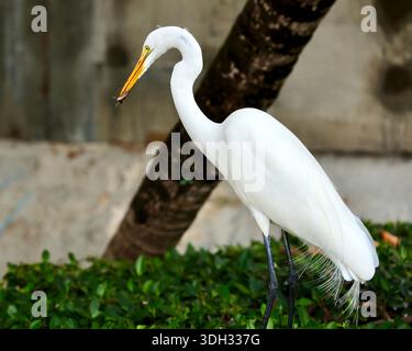 Großer Weißreiher auf der Jagd nach Echsen in Miami Beach, Florida, USA Stockfoto
