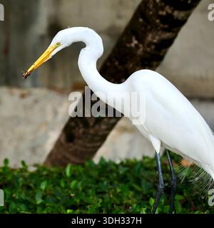 Großer Weißreiher auf der Jagd nach Echsen in Miami Beach, Florida, USA Stockfoto