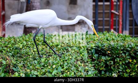 Großer Weißreiher auf der Jagd nach Echsen in Miami Beach, Florida, USA Stockfoto
