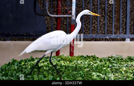 Großer Weißreiher auf der Jagd nach Echsen in Miami Beach, Florida, USA Stockfoto