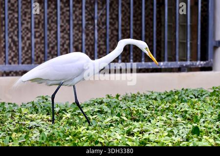 Großer Weißreiher auf der Jagd nach Echsen in Miami Beach, Florida, USA Stockfoto