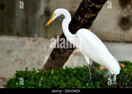 Großer Weißreiher auf der Jagd nach Echsen in Miami Beach, Florida, USA Stockfoto