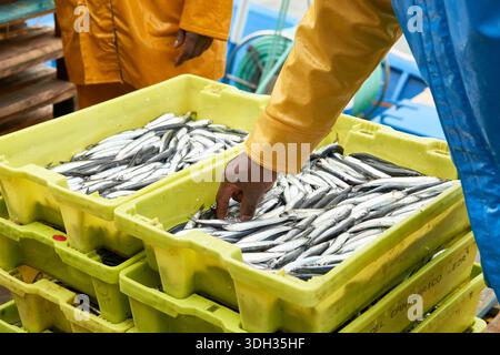 Fischer arbeiten mit frisch gefangenem Fisch, sortieren und bereiten ihn für den Markt in robusten Kunststoffkisten am Hafen vor. Santona, kantabrien Stockfoto