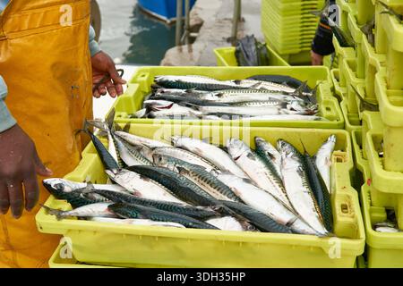 Fischer verarbeiten und sortieren frisch gefangener Makrelen in gelben Kunststoffkisten in einem Fischerhafen, um sich auf den Verkauf vorzubereiten. Santona, kantabrien Stockfoto