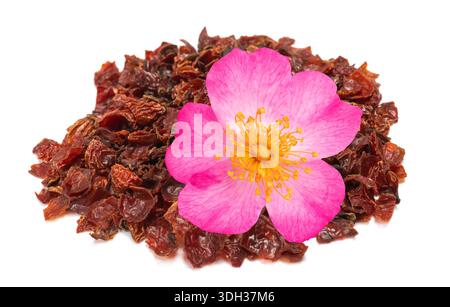 Hund Rose Berriesmit Blume isoliert auf weißem Hintergrund Stockfoto