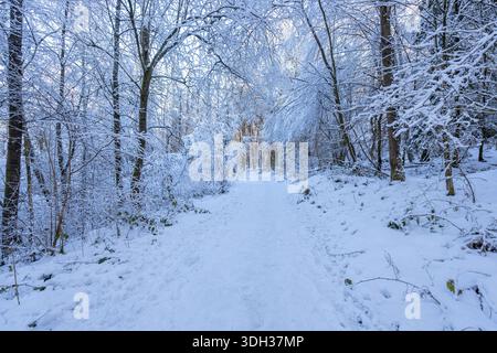 Wanderweg in einem verschneiten Wald im Landkreis Oberberg Stockfoto