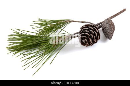 Aleppo-Kiefer (Pinus halepensis)-Ast mit Reifen Tannenzapfen Stockfoto
