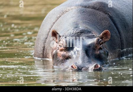 Flusspferd (Hippopotamus Amphibius) am Wasser, Kenia, Afrika Stockfoto