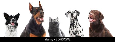 Niedliche Hunde und Katzen, die in die gleiche Richtung auf weißem Hintergrund schauen Stockfoto