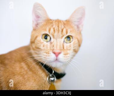 Eine Ingwer- oder orangene Tabby-Kurzhaarkatze mit Kragen und Anhänger Stockfoto