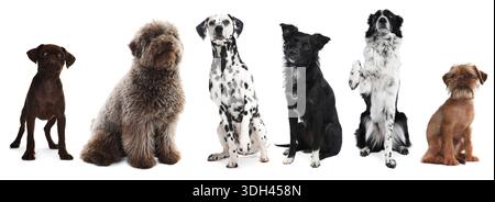 Niedliche Hunde, die in die gleiche Richtung auf weißem Hintergrund schauen Stockfoto