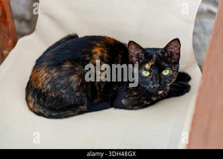 Myrina, Griechenland - 22. Oktober 2025: Eine wunderschöne Schildpattkatze, die auf einem Stuhl in einem Café im Freien in der Stadt Myrina ruht. Stockfoto