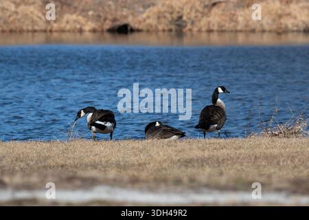 Kanadiengänse am Seeufer. Stockfoto