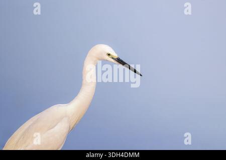Der kleine Egret-Vogel steht auf einem See. Der Vogel steht im Wasser und schaut sich um Fische. Die Szene ist friedlich und ruhig, mit dem Vogelbein Stockfoto