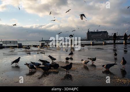 Istanbul, Türkei. Januar 2026. Während das kalte Wetter in Istanbul untergeht, sah man Vögel, die Nahrung verstreut am Boden entlang der Küste von Kadikoy aßen. Quelle: SOPA Images Limited/Alamy Live News Stockfoto