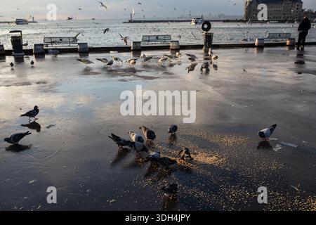 Istanbul, Türkei. Januar 2026. Bei kalter Witterung in Istanbul werden Vögel beobachtet, die an der Küste von Kadikoy auf dem Boden verstreut Nahrung fressen. Quelle: SOPA Images Limited/Alamy Live News Stockfoto