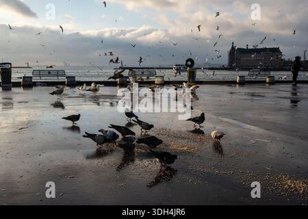 Istanbul, Türkei. Januar 2026. Bei kalter Witterung in Istanbul werden Vögel beobachtet, die an der Küste von Kadikoy auf dem Boden verstreut Nahrung fressen. Quelle: SOPA Images Limited/Alamy Live News Stockfoto