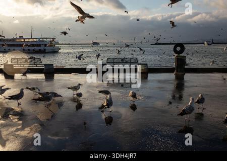 Istanbul, Türkei. Januar 2026. Während das kalte Wetter in Istanbul untergeht, sah man Vögel, die Nahrung verstreut am Boden entlang der Küste von Kadikoy aßen. Quelle: SOPA Images Limited/Alamy Live News Stockfoto