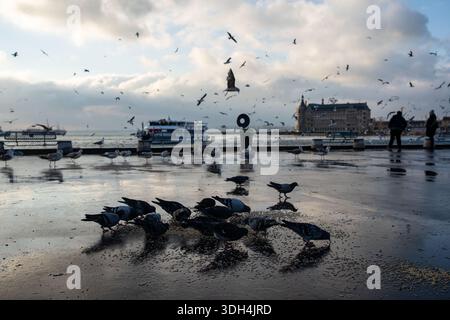 Istanbul, Türkei. Januar 2026. Bei kalter Witterung in Istanbul werden Vögel beobachtet, die an der Küste von Kadikoy auf dem Boden verstreut Nahrung fressen. Quelle: SOPA Images Limited/Alamy Live News Stockfoto