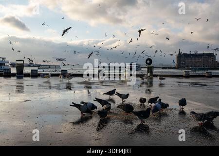 Istanbul, Türkei. Januar 2026. Bei kalter Witterung in Istanbul werden Vögel beobachtet, die an der Küste von Kadikoy auf dem Boden verstreut Nahrung fressen. Quelle: SOPA Images Limited/Alamy Live News Stockfoto