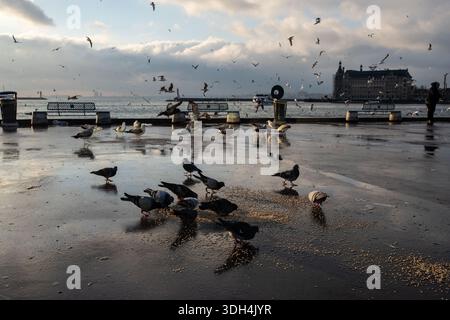 Istanbul, Türkei. Januar 2026. Bei kalter Witterung in Istanbul werden Vögel beobachtet, die an der Küste von Kadikoy auf dem Boden verstreut Nahrung fressen. (Foto: Onur Dogman/SOPA Images/SIPA USA) Credit: SIPA USA/Alamy Live News Stockfoto