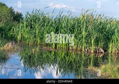 Üppiges grünes Schilf und Wasserpflanzen wachsen entlang des friedlichen Randes eines Teichs, mit einem klaren Spiegelreflex im ruhigen Wasser Stockfoto