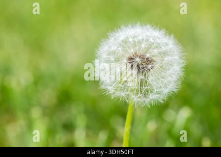 Weiße Löwenzahnblume aus nächster Nähe. Naturhintergrund. Flauschige Blume. Flauschiger Löwenzahnkopf. Weiße Löwenzahnblüte. Löwenzahn-Samenköpfe. Natur-Hintergras Stockfoto