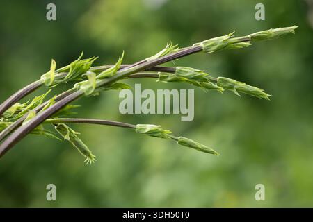 Neue, horizontal wachsende Humulus lupulus-Rebstöcke. Stockfoto