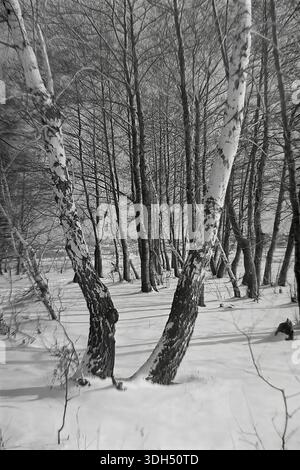 Authentisches Archivfoto aus den 1960er Jahren, das eine geometrische Winterwaldszene in der Nähe von Raigorodok, Donezk, aufnimmt. Zwei massive Birken mit rauer, abblätternder Rinde dominieren den Vorderboden und bilden eine natürliche V-Form. Sie bilden einen dichten Hintergrund aus schlanken vertikalen Stämmen, die ein rhythmisches Muster am Himmel erzeugen. Lange Schatten erstrecken sich über den unberührten Schnee und betonen die Tiefe des Waldes. Dieses stimmungsvolle Schwarzweiß-Bild dokumentiert die strukturelle Schönheit und die stille Pracht der Natur in der friedlichen Donbass-Region vor dem Krieg. Stockfoto
