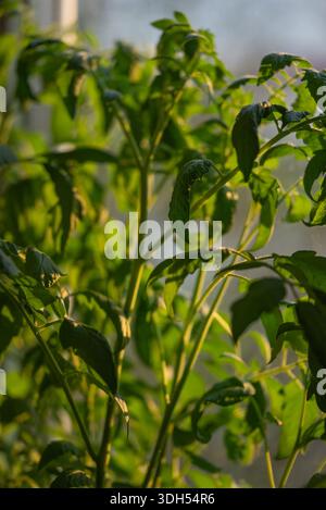 Frische, lebendige grüne Tomatensämlinge gedeihen in einem Gewächshaus, das im warmen Licht des natürlichen Sonnenlichts getaucht ist und eine üppige Ernte verspricht Stockfoto