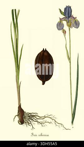 Iris sibirica, allgemein bekannt als Sibirische Iris oder Sibirische Flagge, aus Deutschlands Flora in abbildungen nach der Natur Band 1 der deutschen Flora in Illustrationen aus der Natur mit Beschreibungen von Jacob Sturm, veröffentlicht in Nürnberg 1798 Stockfoto