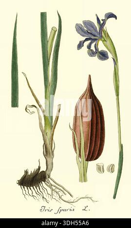 Iris sibirica, auch bekannt als sibirische Iris oder sibirische Flagge, ist eine blühende Pflanzenart aus der Familie der Iridaceae. Aus Deutschlands Flora in abbildungen nach der Natur Band 1 der deutschen Flora in Illustrationen aus der Natur mit Beschreibungen von Jacob Sturm, veröffentlicht in Nürnberg 1798 Stockfoto