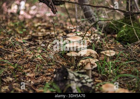 Eine fesselnde Szene von Pilzen, eingebettet in grünen Unterholz in einem wilden Wald, zeigt die ruhige Schönheit der Pilzjagd in der unberührten Natur Stockfoto