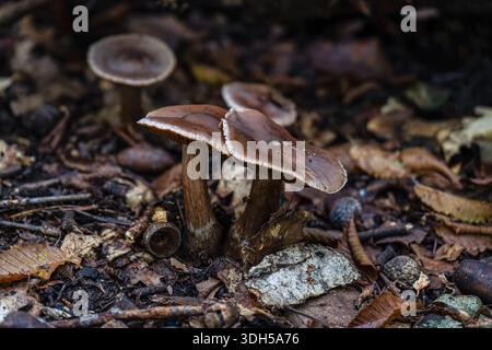 Pilzjagd im wilden Wald. Die ungezähmten Wälder, während Sie zwischen Laub und Erdboden nach einzigartigen Pilzen suchen. Stockfoto