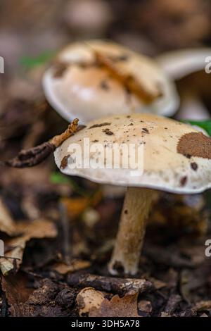 Pilzjagd in einer ruhigen Waldlandschaft. Dieses Bild zeigt erdige Pilze, eingebettet zwischen gefallenen Blättern und Ästen, und hebt ihre natürliche Wirkung hervor Stockfoto