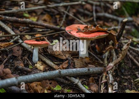 Eine ruhige Szene der Pilzjagd in einem üppigen, wilden Wald. Leuchtend rote Pilze stechen zwischen den gefallenen Blättern und Zweigen hervor und zeigen die verborgene Natur Stockfoto