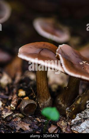 Pilzjagd in einer ruhigen Waldlandschaft, die die Schönheit der wilden Pilze aus dem grünen Waldboden, umgeben von der Natur, einfangen lässt Stockfoto