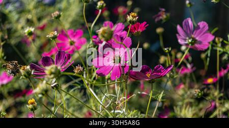 Leuchtend rosafarbene Kosmos-Blumen sonnen sich im Sonnenlicht, ihre zarten Blütenblätter schaffen eine lebendige und lebendige Szene in einer üppigen Parklandschaft, die die Natur in Szene setzt Stockfoto
