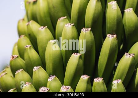 Ein detailliertes Nahbild, das unreife grüne Bananen zeigt, die noch an der Pflanze befestigt sind. Die Bananen sind gruppiert und zeigen ihr lebendiges Natu Stockfoto