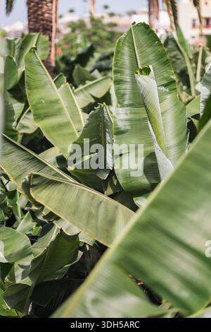 Nahaufnahme lebendiger Bananenblätter mit großen, strukturierten Oberflächen. Die üppigen Grüntöne bedeuten gesundes Wachstum, umgeben von einem n Stockfoto