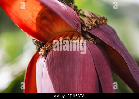 Eine detaillierte Nahaufnahme einer Bananenblüte mit leuchtenden Rot- und Rosa-Tönen, komplizierten Texturen und zarten Blumenstrukturen vor einem verschwommenen G Stockfoto