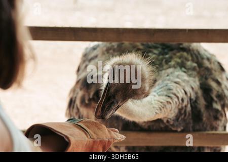 Eine Nahaufnahme fängt die sanfte Interaktion zwischen einem Strauß und einer Person ein und hebt den neugierigen Blick und das natürliche Verhalten des Vogels in einer ruhigen Atmosphäre hervor Stockfoto