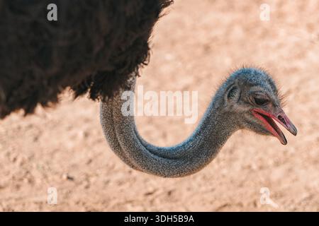 Nahaufnahme eines Straußes mit geöffnetem Schnabel, der seine ausdrucksstarken Merkmale zeigt. Der Hintergrund ist ein sandiger, neutraler Ton, der den Vogel hervorhebt. Stockfoto