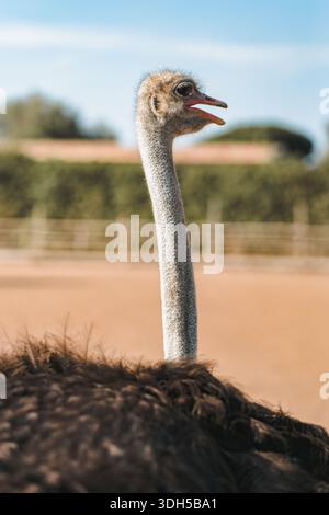 Nahaufnahme eines Straußes mit langem Hals und offenem Schnabel, der in einer sonnendurchfluteten Umgebung steht, vor einem unscharfen Hintergrund aus Grün und klarem Blau Stockfoto