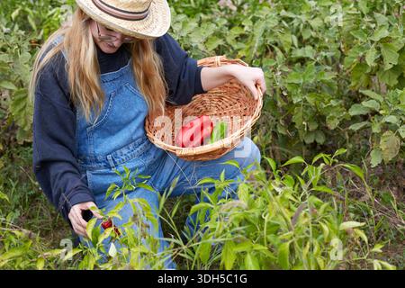 Eine Frau, die einen Jeansanzug und einen Strohhut trägt, erntet frisches Gemüse in einem üppigen Garten. Sie sammelt lebendige Paprika in einem gewebten Korb und umschließt s Stockfoto