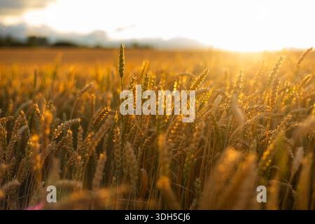 Ein ruhiges goldenes Weizenfeld sonnt sich im warmen Glanz eines Sonnenuntergangs. Die Nahaufnahme fängt den sanften Lichtguss über dem reifenden Weizen ein und schafft so einen Tranqu Stockfoto