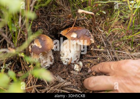 Die Hand eines Häufers entdeckt sanft zwei wilde Pilze in einem Wald, umgeben von fruchtbarem Boden und lebhaftem Grün. Eine Erkundung der verborgenen Natur Stockfoto