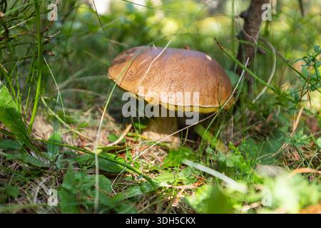 Ein Nahbild eines wilden Pilzes, der in seinem natürlichen Waldhabitat wächst, umgeben von üppigem grünem Gras und gefallenen Blättern, wunderschön beleuchtet B Stockfoto