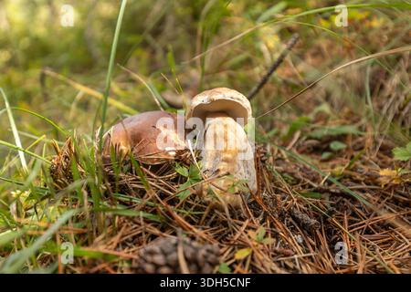 Ein Paar Stachelpilze tauchen aus dem Waldboden auf, umgeben von Kiefernnadeln und Gräsern, die sich im Sonnenlicht in ihrem natürlichen Holz sonnen Stockfoto